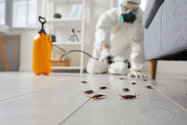 Commercial Kitchen Cockroach Control in Woodridge